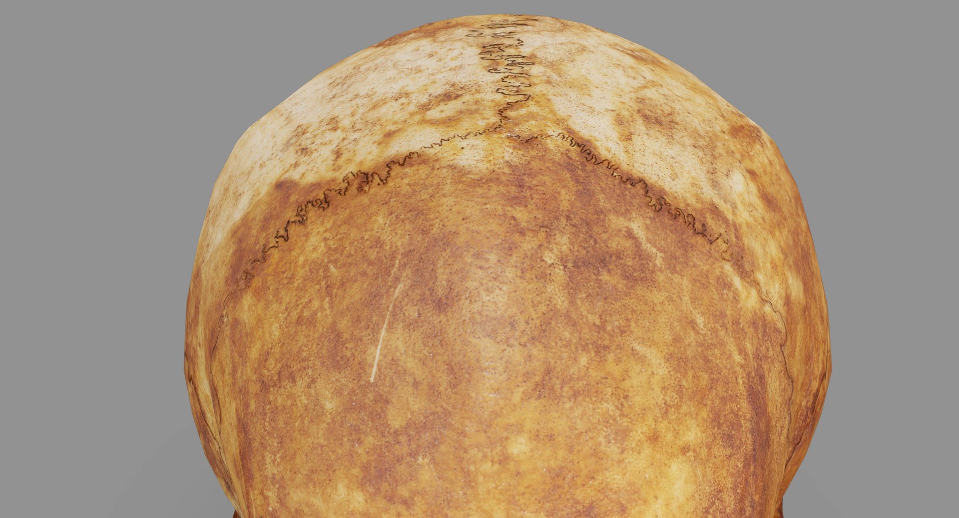 human skull scanned 3D https://p.turbosquid.com/ts-thumb/8T/U6nMKO/QhXK7k0q/100000/jpg/1570537857/1920x1080/fit_q87/7d41914c1503b85c4abc1923bbed916192efe399/100000.jpg