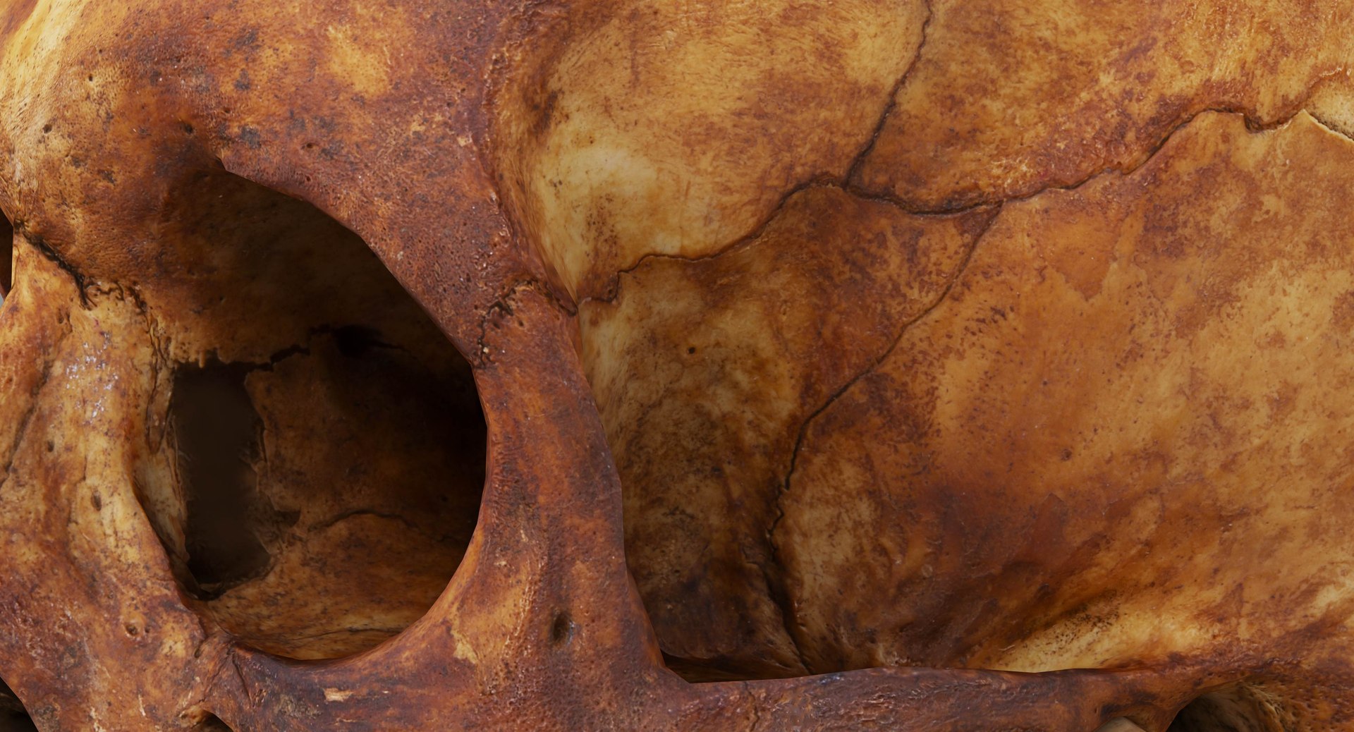 human skull scanned 3D https://p.turbosquid.com/ts-thumb/8T/U6nMKO/YhZkOYlV/100031/jpg/1570537858/1920x1080/fit_q87/7d31ff65bc7925b55812317d2b464c2985dfdadc/100031.jpg