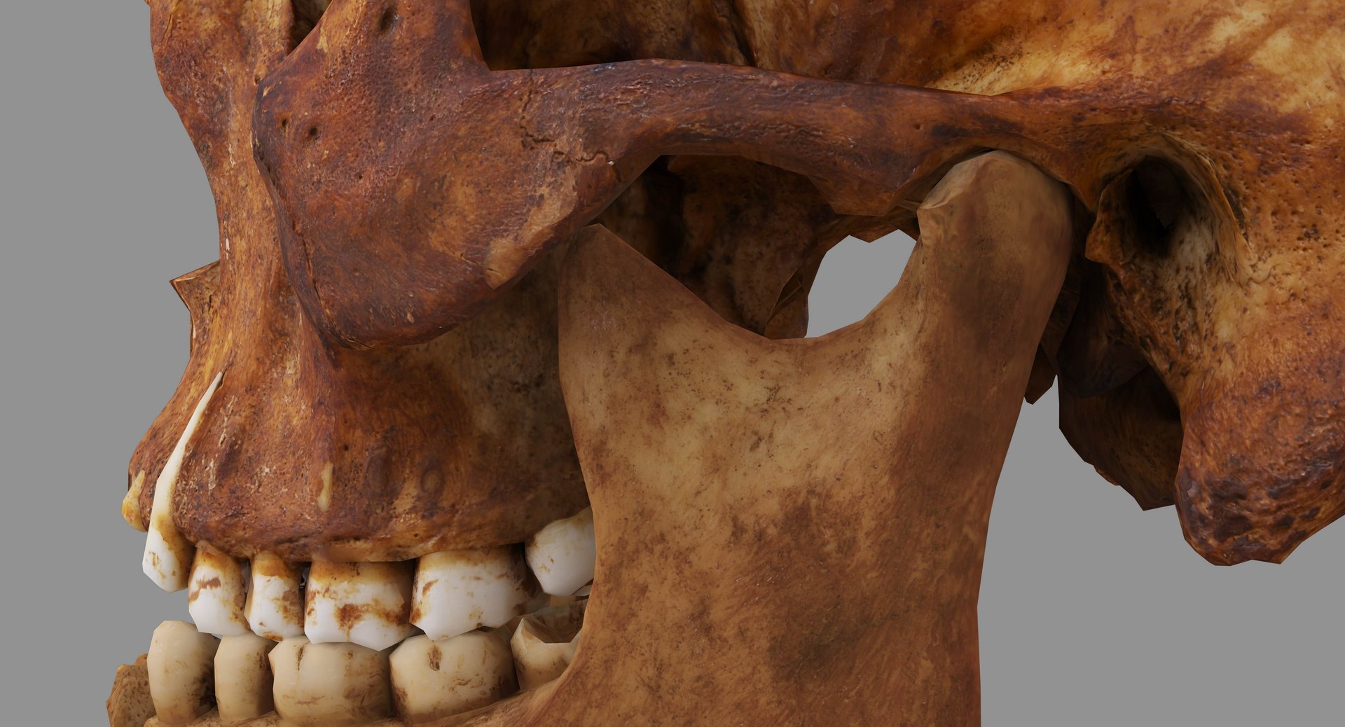 human skull scanned 3D https://p.turbosquid.com/ts-thumb/8T/U6nMKO/a2Hp4e4u/100027/jpg/1570537858/1920x1080/fit_q87/2417161ebc1618f7dfba7981018460d9b38254a8/100027.jpg