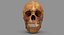 Human Skull Scanned