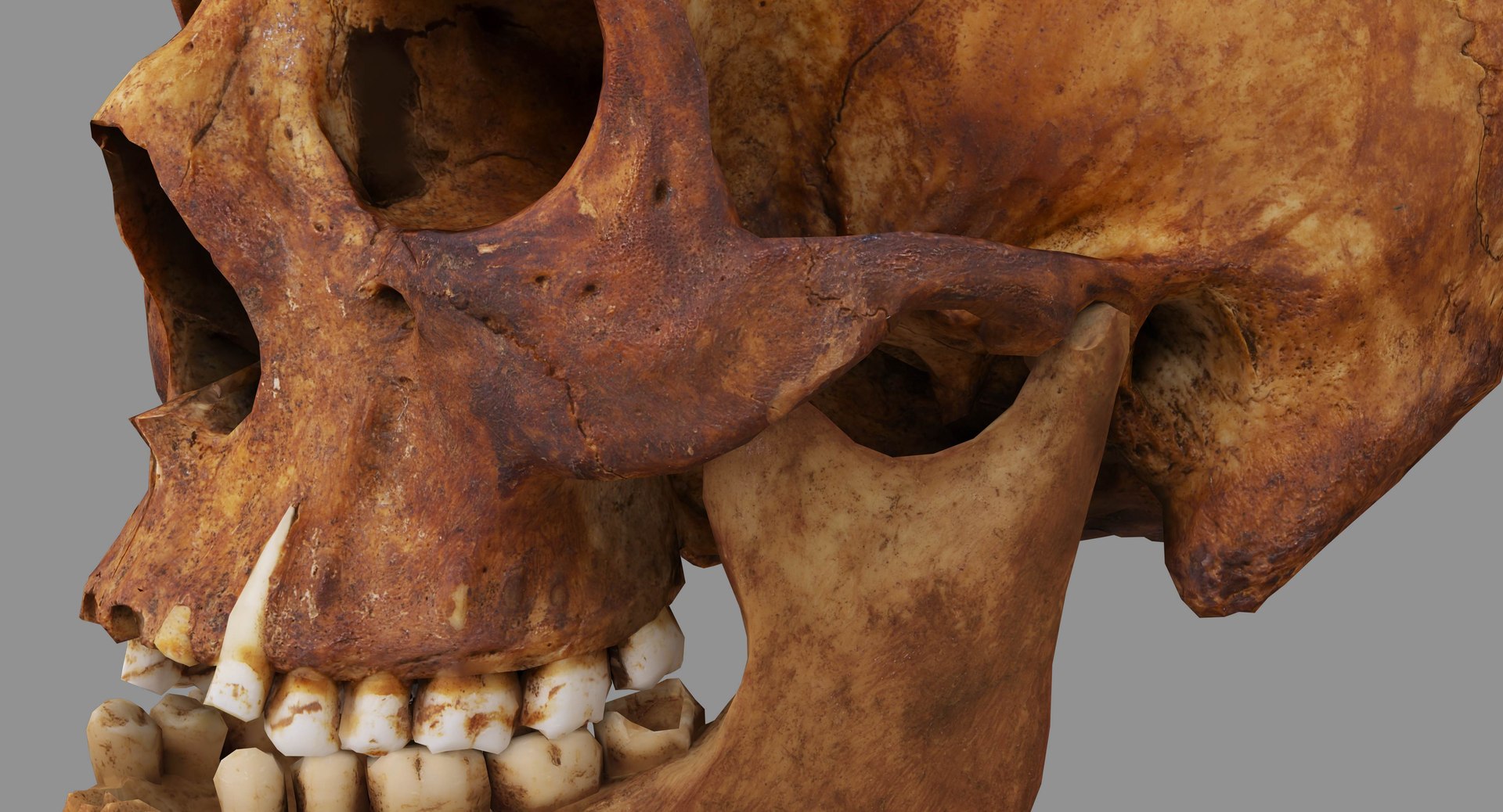 human skull scanned 3D https://p.turbosquid.com/ts-thumb/8T/U6nMKO/e8ta3hg3/100032/jpg/1570537858/1920x1080/fit_q87/f34bee57d10958c69f59a92586f15b695ebeb932/100032.jpg