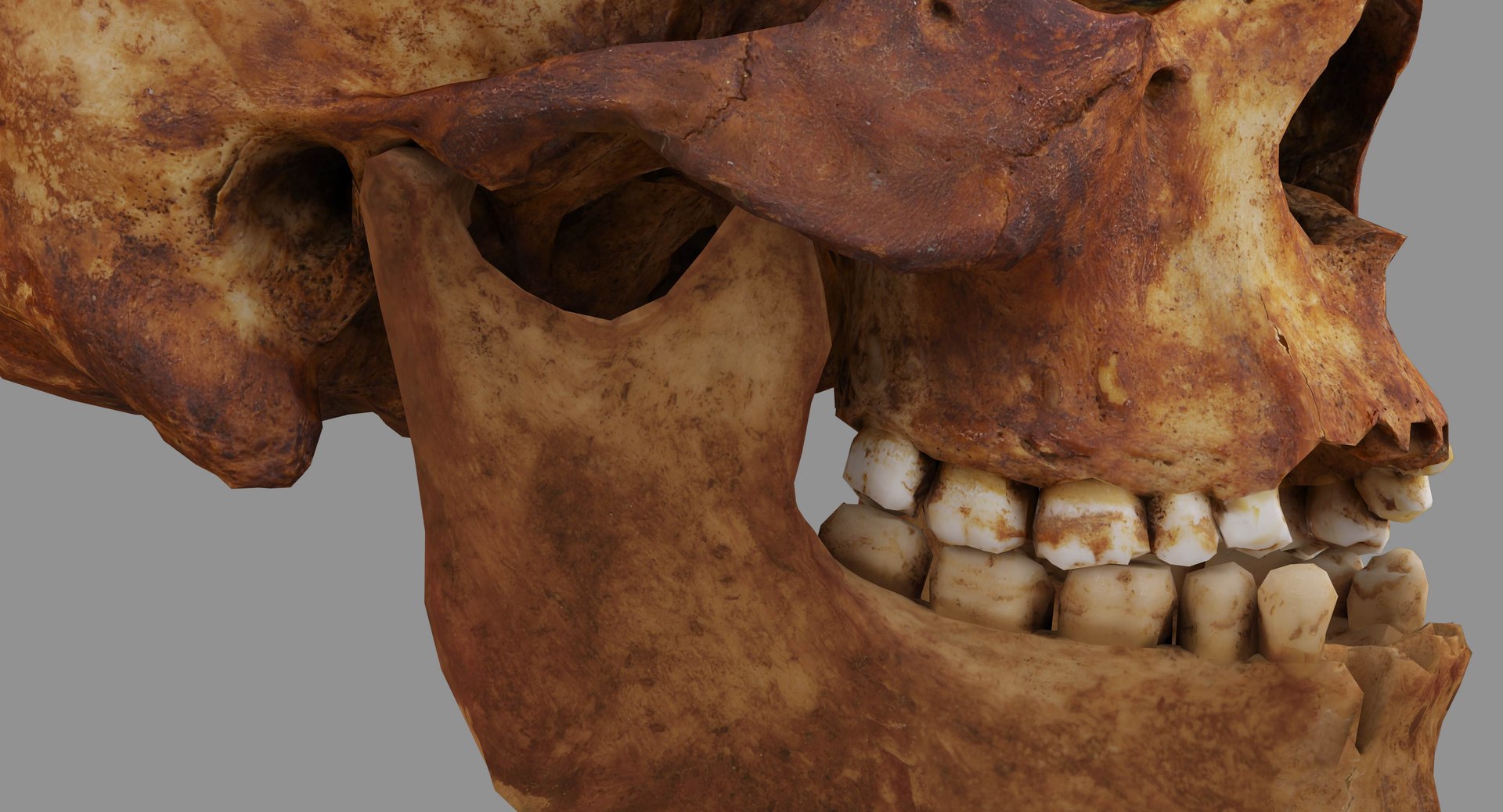 human skull scanned 3D https://p.turbosquid.com/ts-thumb/8T/U6nMKO/kSw4SCqW/100013/jpg/1570537857/1920x1080/fit_q87/bea54ad224ad7d00e438b6a5f97eb871c83952a2/100013.jpg