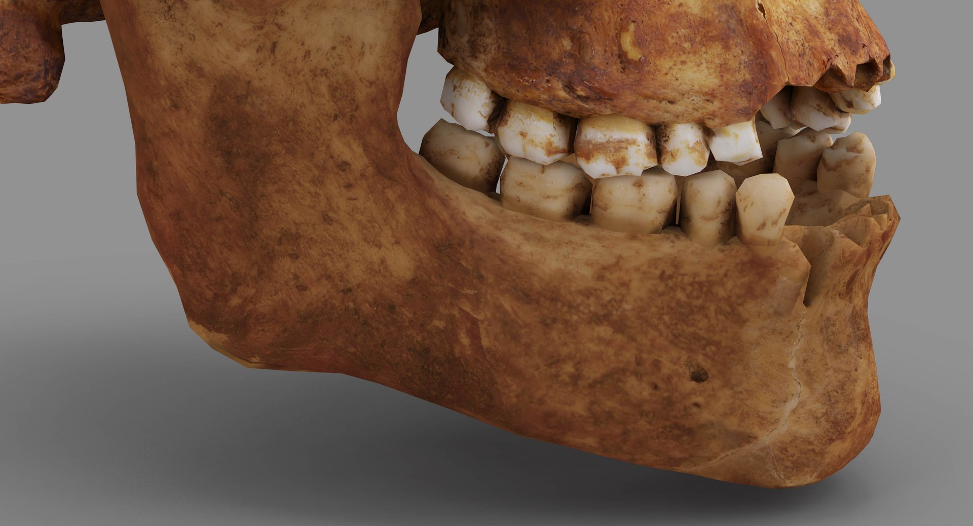 human skull scanned 3D https://p.turbosquid.com/ts-thumb/8T/U6nMKO/kwPmM9zx/100014/jpg/1570537857/1920x1080/fit_q87/fc3e206f31d1b3e2c2d338e395e8f343341bc4c3/100014.jpg
