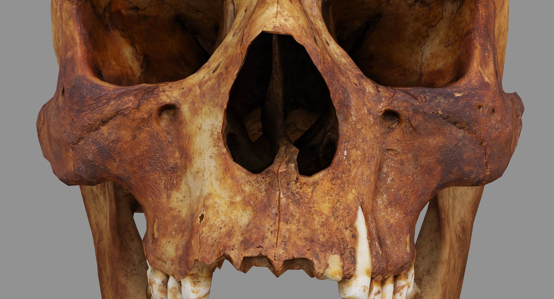 human skull scanned 3D https://p.turbosquid.com/ts-thumb/8T/U6nMKO/l9dAZqfk/100002/jpg/1570537857/1920x1080/fit_q87/f37ca3e1cc9622e421af9c723ea7855355a921eb/100002.jpg