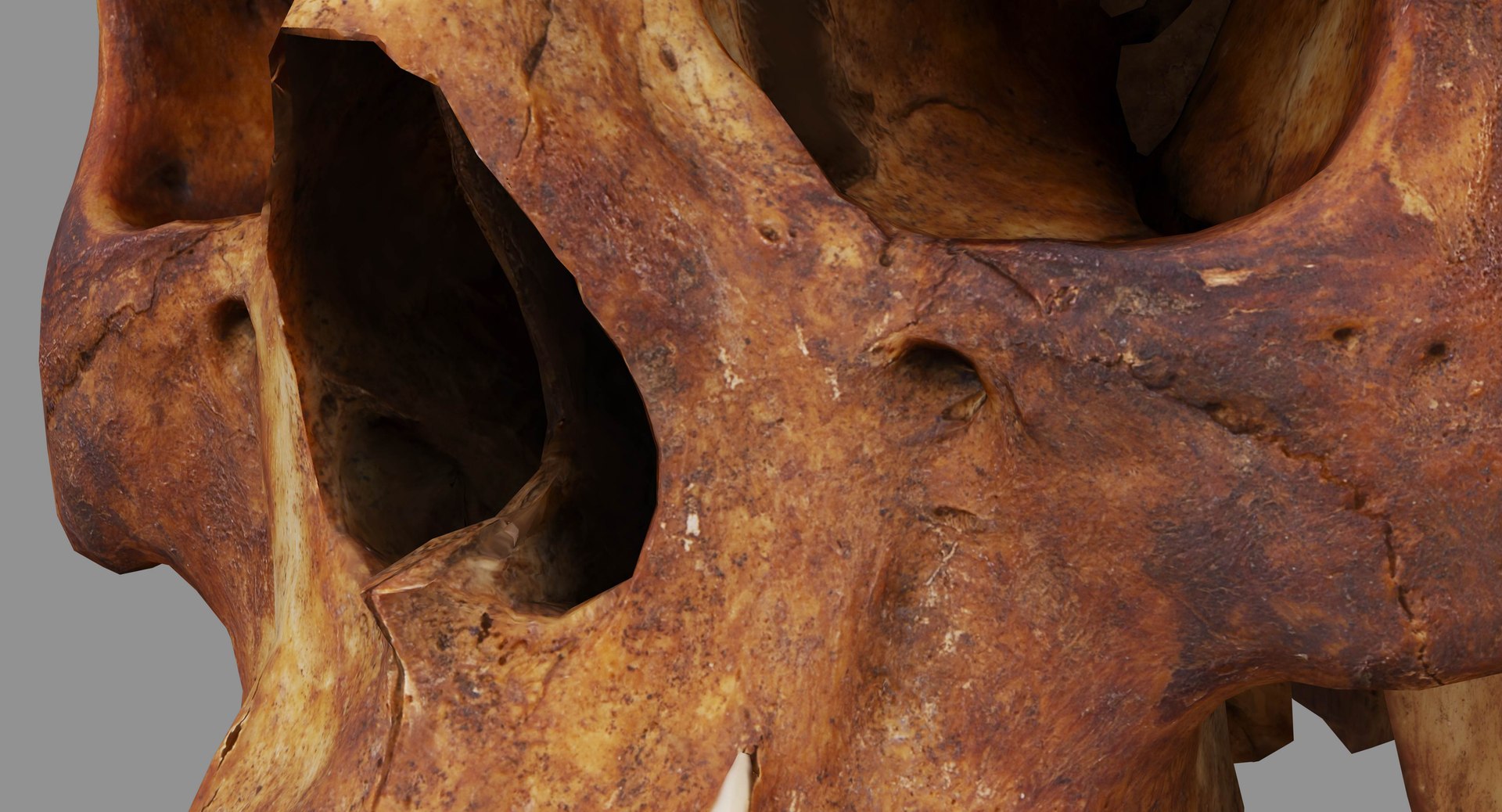 human skull scanned 3D https://p.turbosquid.com/ts-thumb/8T/U6nMKO/ntvGS563/100037/jpg/1570537858/1920x1080/fit_q87/a7ce44e13fa7a268a282ec98f8939334c52ff885/100037.jpg