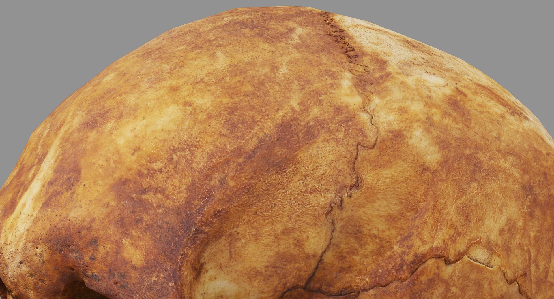 human skull scanned 3D https://p.turbosquid.com/ts-thumb/8T/U6nMKO/toxD1roJ/100030/jpg/1570537858/1920x1080/fit_q87/a226d599879e4196d04612ab00b35a50648b3fa6/100030.jpg