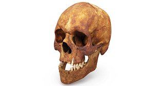 human skull scanned 3D