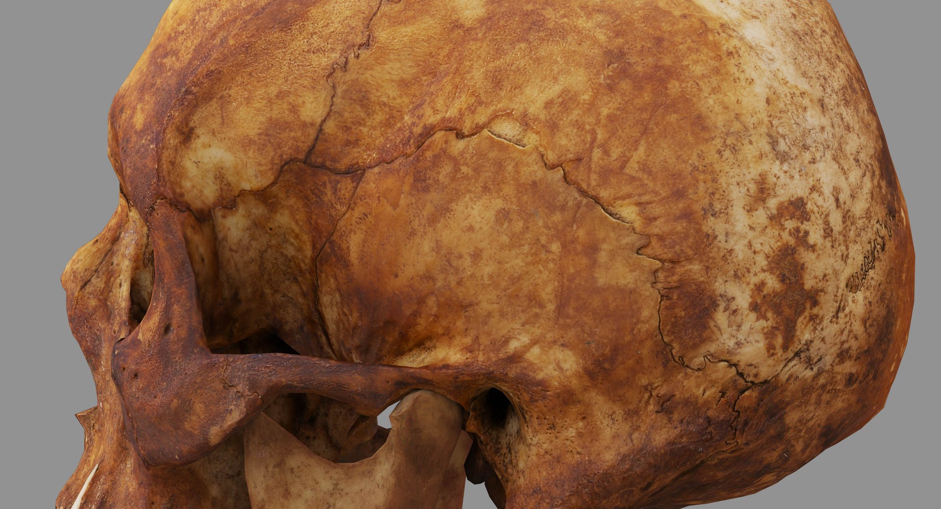 human skull scanned 3D https://p.turbosquid.com/ts-thumb/8T/U6nMKO/xnsL1Lum/100026/jpg/1570537857/1920x1080/fit_q87/626888d66917f5356416fea785cbda802441aa0c/100026.jpg