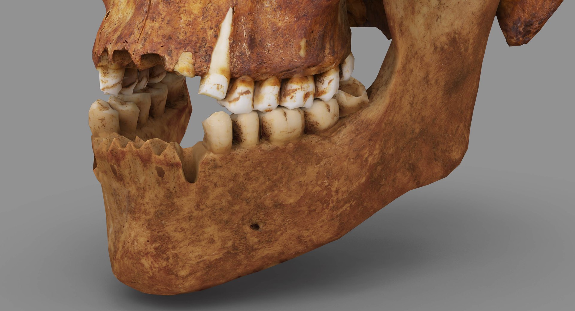 human skull scanned 3D https://p.turbosquid.com/ts-thumb/8T/U6nMKO/yALsHW21/100039/jpg/1570537858/1920x1080/fit_q87/d0456fb6e6101c7374af15aa596487f87f0d3389/100039.jpg