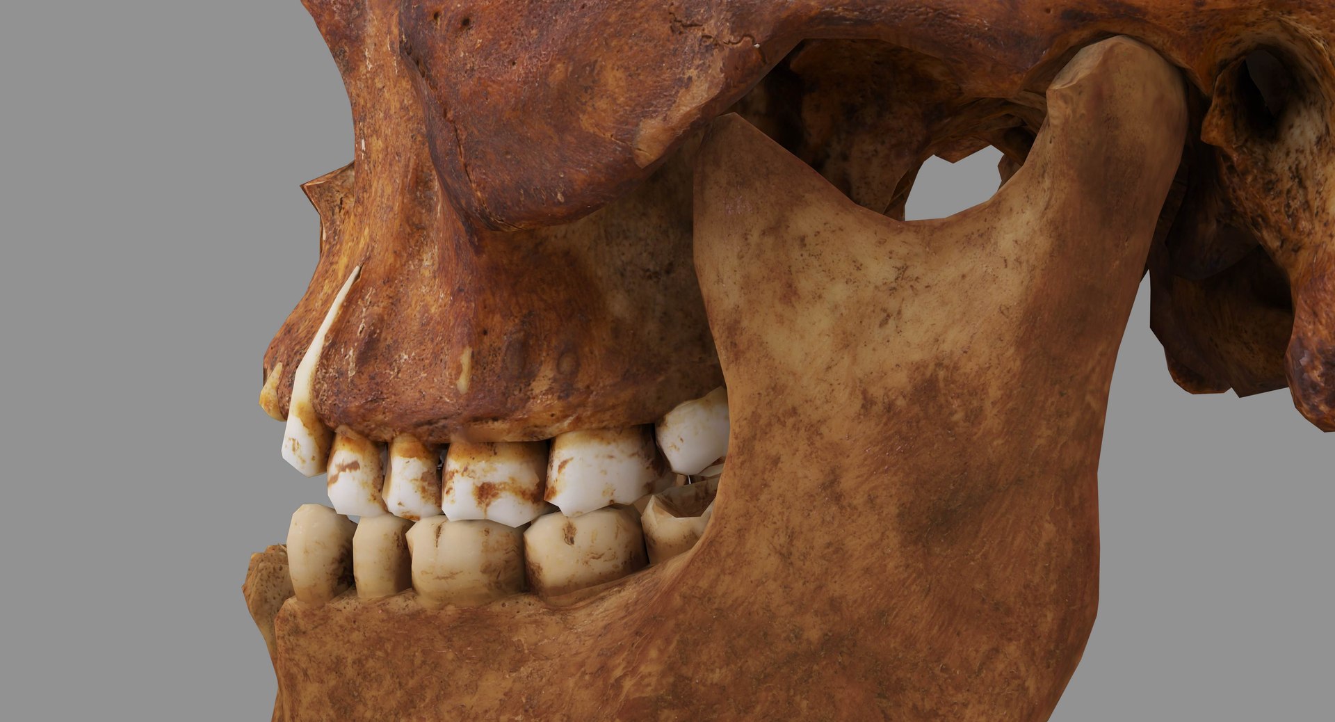 human skull scanned 3D https://p.turbosquid.com/ts-thumb/8T/U6nMKO/yeYat4sI/100028/jpg/1570537858/1920x1080/fit_q87/08297046f77332a44d4d69e9dcdd489a88194856/100028.jpg