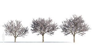 Prunus cerasifera tree c 3D model