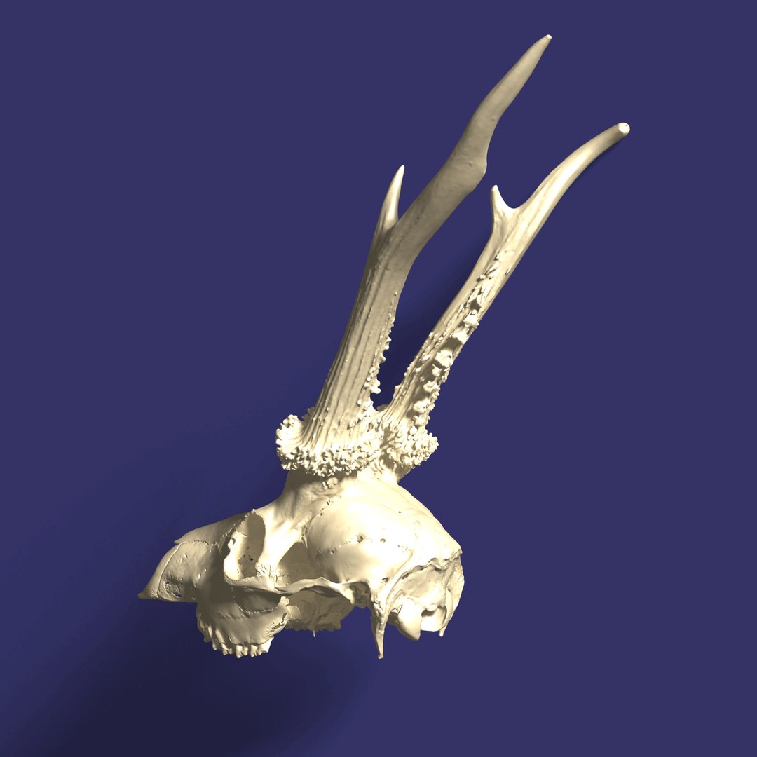 3D roe deer skull - TurboSquid 1348576
