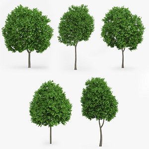 5 Norway Maple Trees