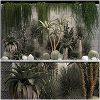 Collection Of Tropical Desert Plants From Cactus
