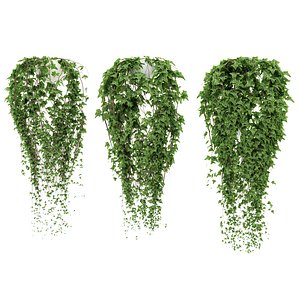 Ivy in pot