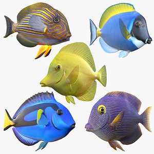 3D model Tang Fish Collection
