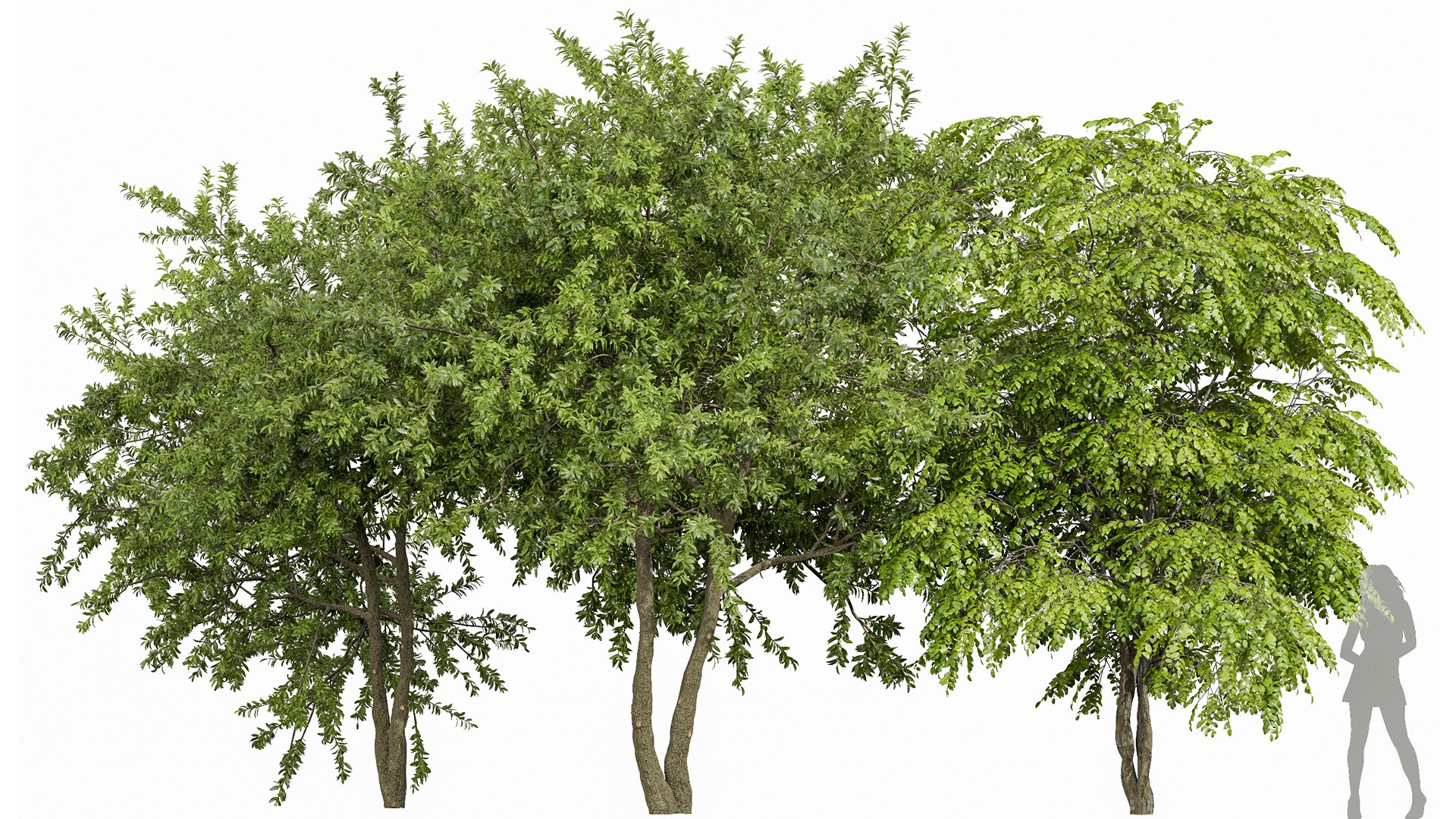 European Spring 3Trees 3D Model - TurboSquid 2148731