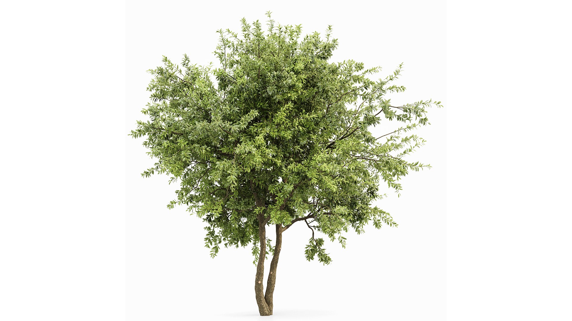 European Spring 3Trees 3D Model - TurboSquid 2148731