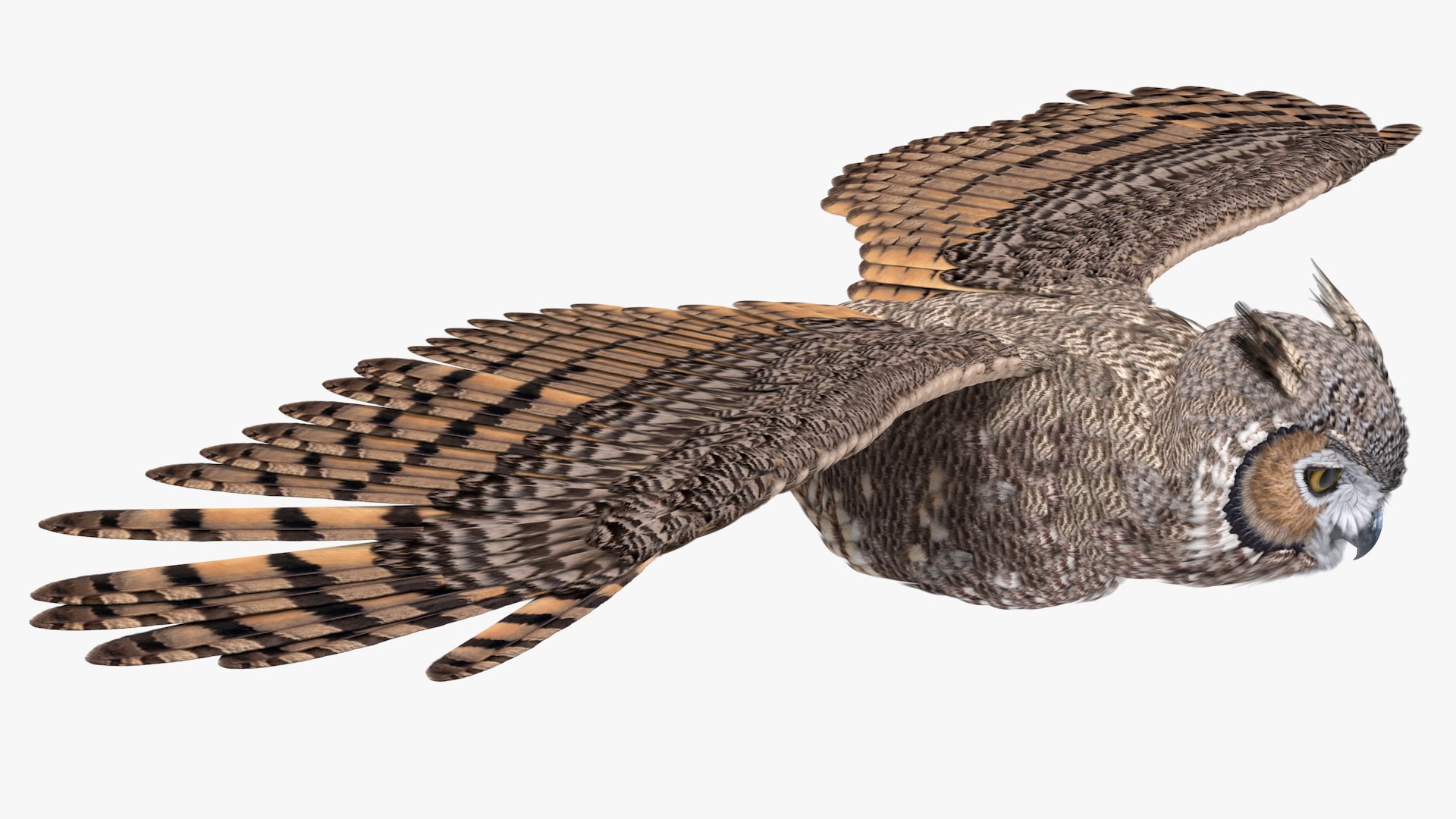 Great Horned Owl Flying 3D - TurboSquid 1518894