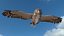 great horned owl flying 3D
