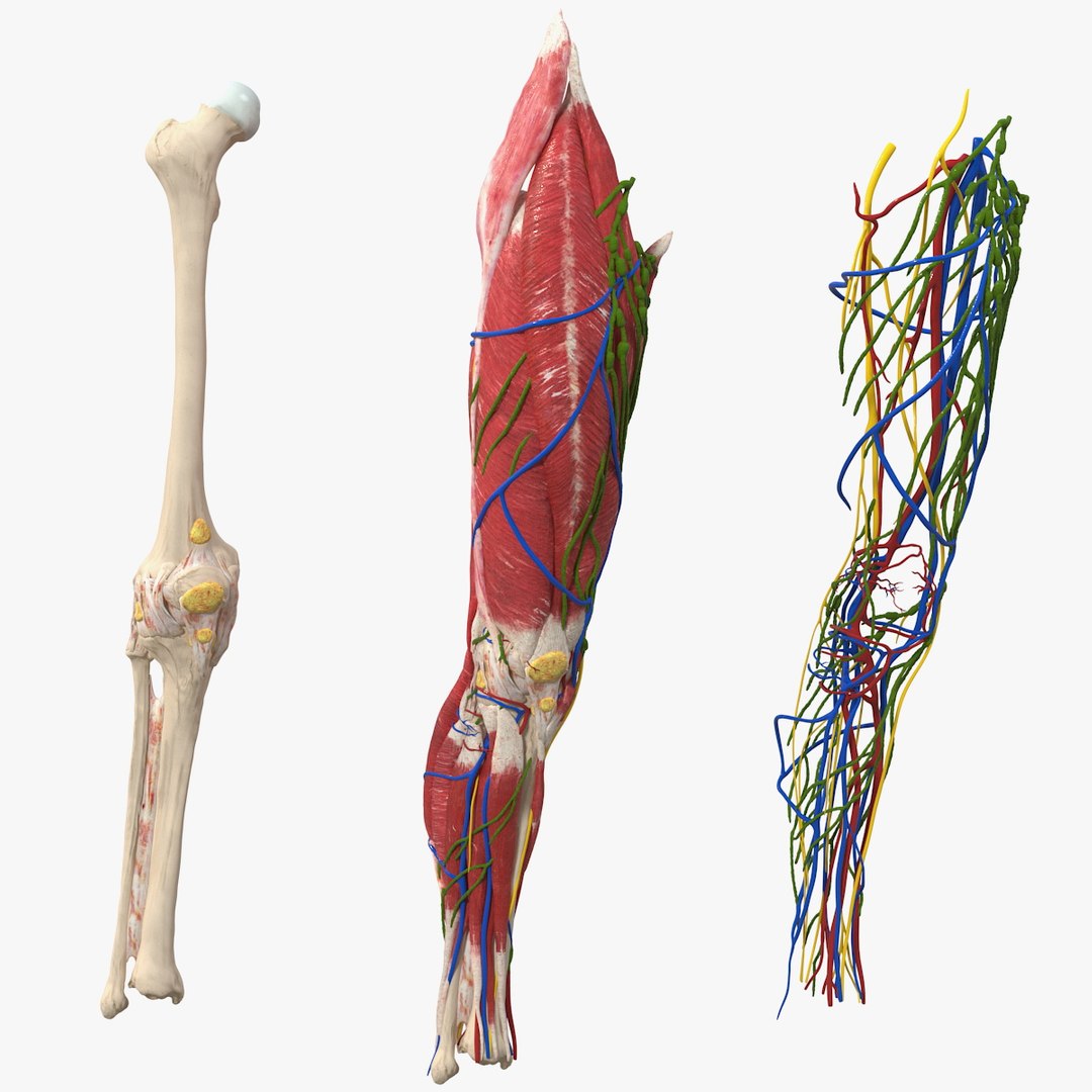 Knee Muscles and Bones 3D model preview