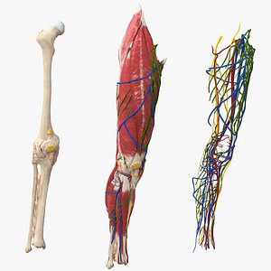 3D knee muscles bones