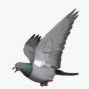 Rock Pigeon