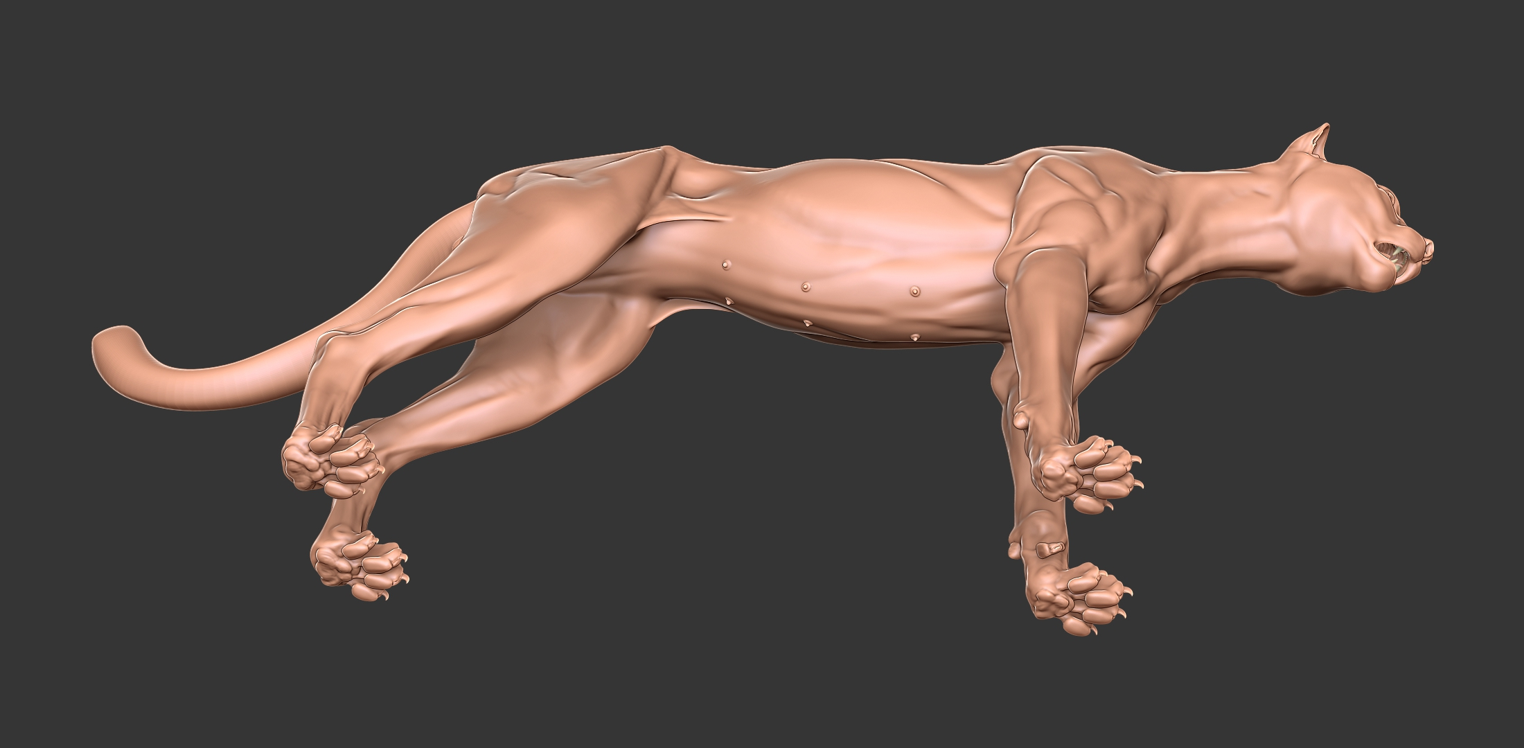 Cheetah Primary Forms Zbrush Sculpt 3D model - TurboSquid 1819989