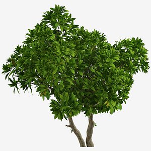 3D Set of Frangipani or Plumeria Tree - 4 Trees