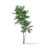 Pedunculate Oak (Quercus Robur) 2.4m