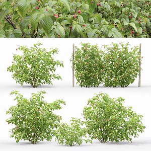 Raspberry bush 01