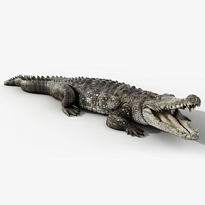 3D Crocodile Rigged