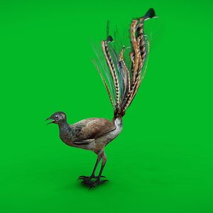 3D model Lyrebird