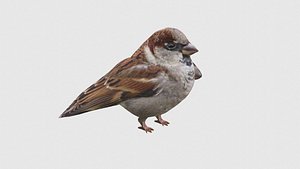 3D Low Poly Sparrow Rigged With Realistic Texture model