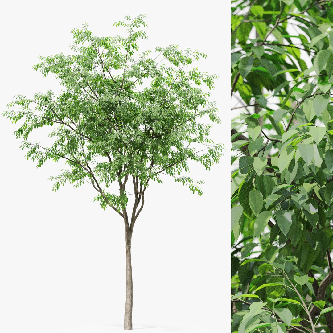 3D Tree 02 Model - TurboSquid 2382284