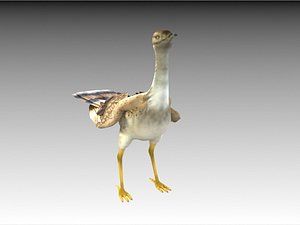 Houbara bustard folded wings