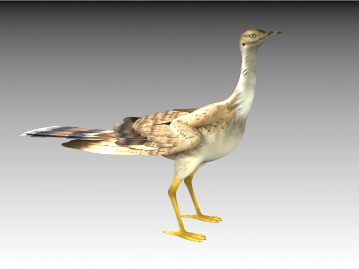 houbara bustard folding wings 3D model https://p.turbosquid.com/ts-thumb/8U/oKpkLL/VmyQw1Yl/h1/jpg/1506842592/1920x1080/fit_q87/c50b1152274b32a20e147a41a269c012e04496f4/h1.jpg