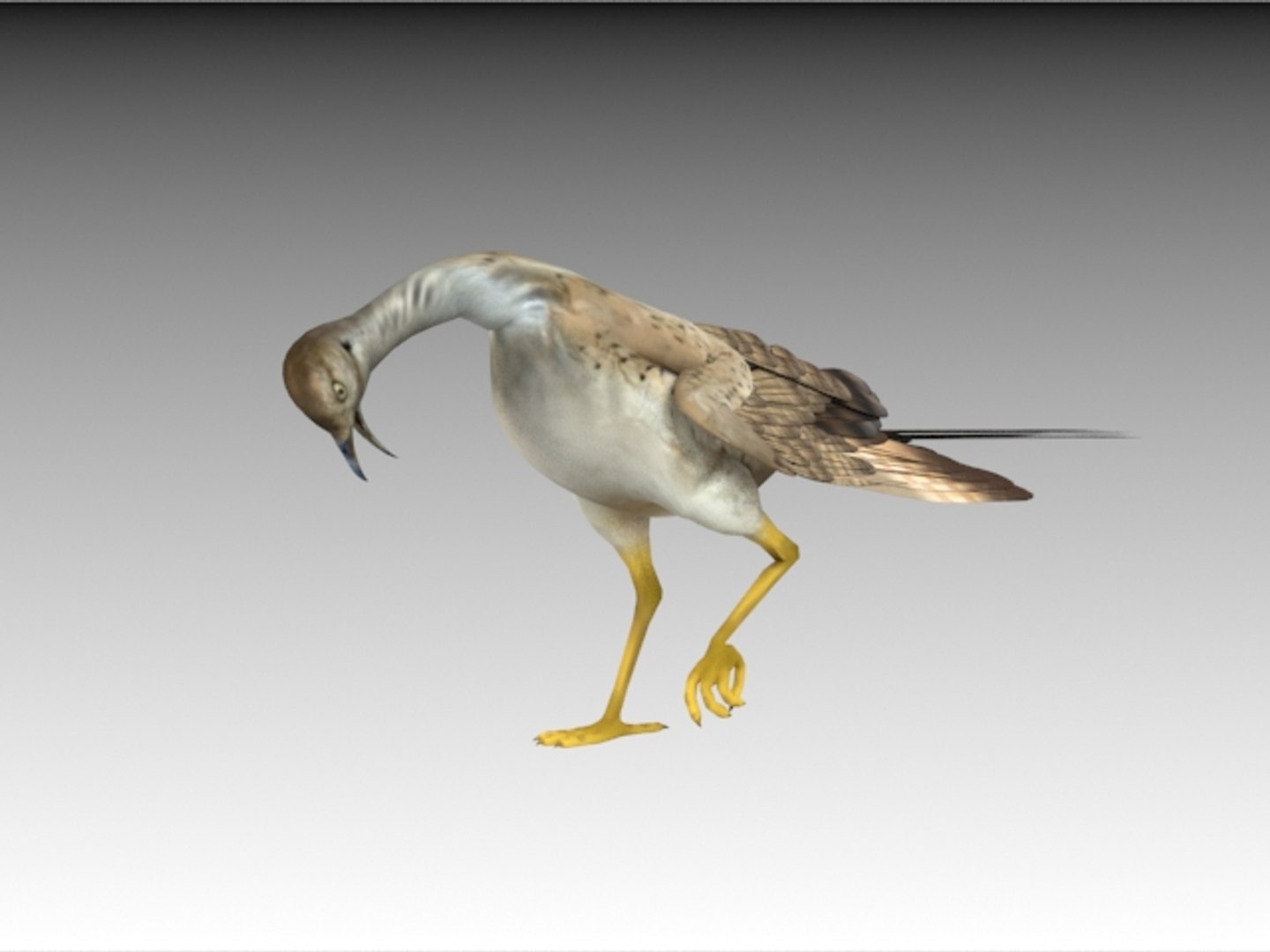houbara bustard folding wings 3D model https://p.turbosquid.com/ts-thumb/8U/oKpkLL/cpekcS3o/h7/jpg/1506842676/1920x1080/fit_q87/bf9e8eec13b376398d497fdd2064d4e7711c4aeb/h7.jpg
