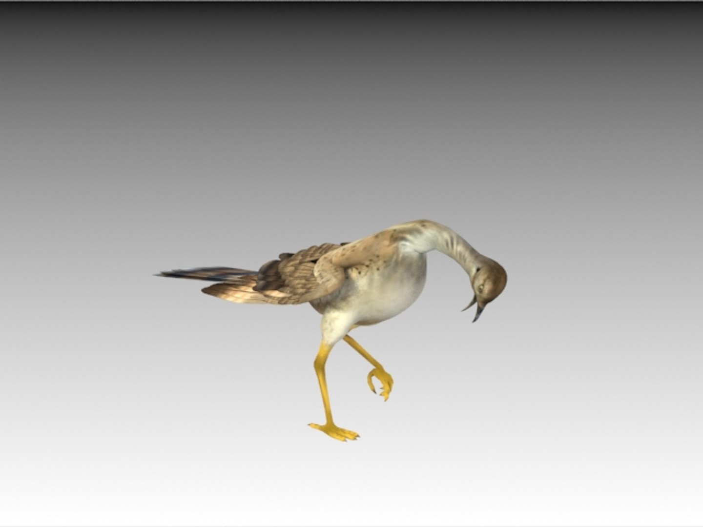 houbara bustard folding wings 3D model https://p.turbosquid.com/ts-thumb/8U/oKpkLL/dlkJJEgw/h8/jpg/1506842688/1920x1080/fit_q87/37ff92621d01f77df8a33e4e8eb28a1cd9fb2dfd/h8.jpg