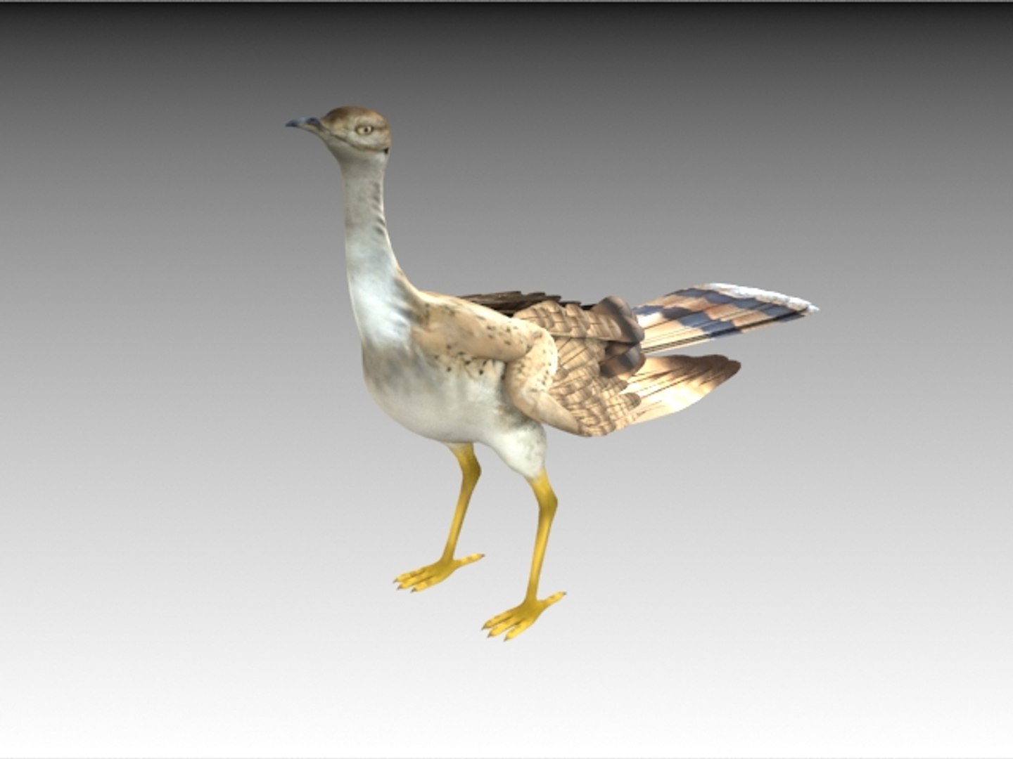 houbara bustard folding wings 3D model https://p.turbosquid.com/ts-thumb/8U/oKpkLL/xJ98tJVY/h3/jpg/1506842619/1920x1080/fit_q87/a2b929b59604dd6c14e7ae6bb9d688865cff1c58/h3.jpg