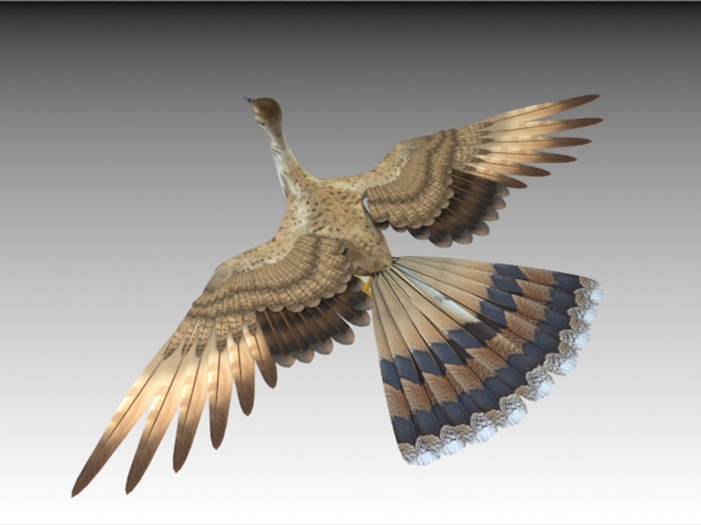 houbara bustard folding wings 3D model https://p.turbosquid.com/ts-thumb/8U/oKpkLL/ymeGf09r/h5/jpg/1506842645/1920x1080/fit_q87/d2470dac8aeccdd5461afb355862be8eb07324b2/h5.jpg