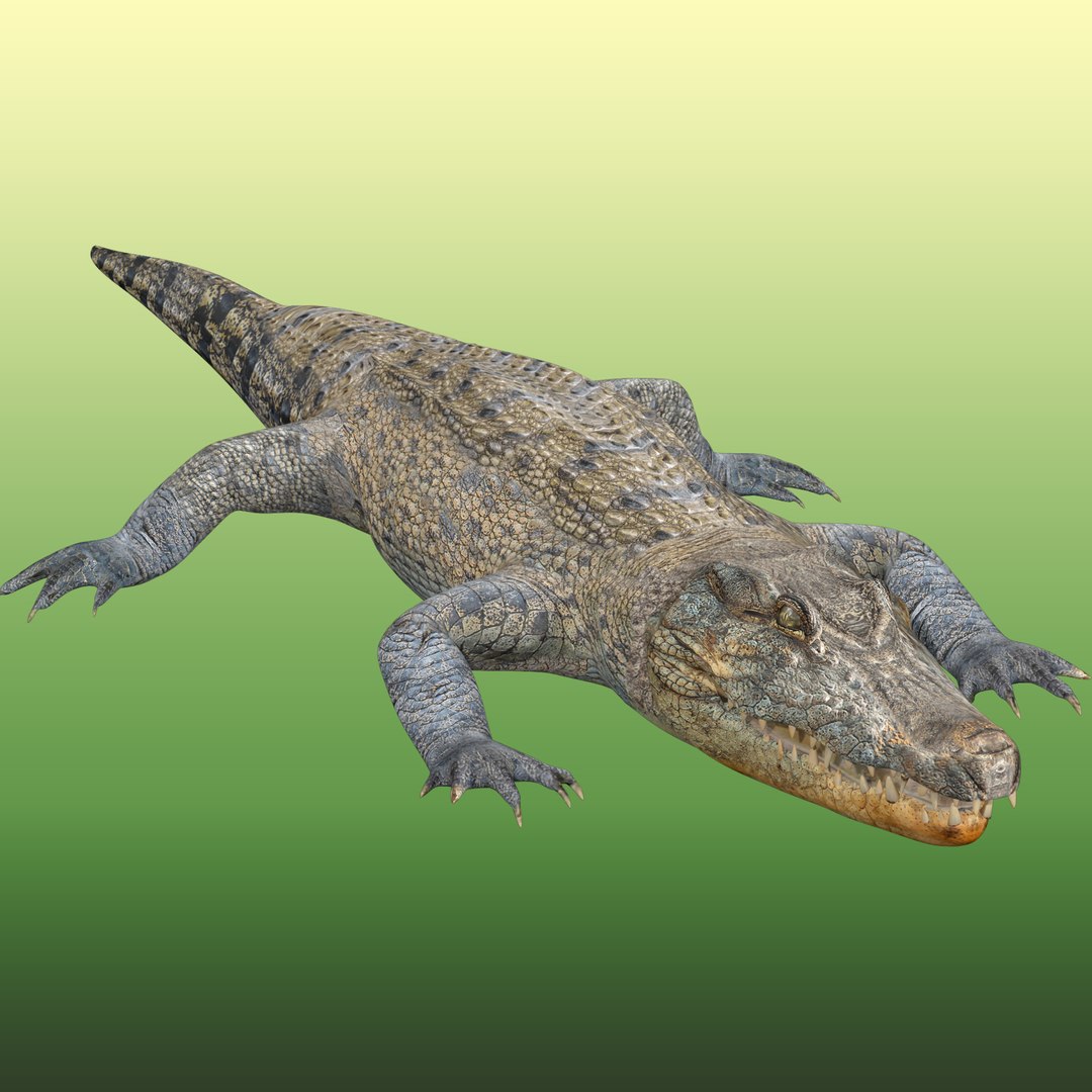 Crocodile Rig 3D - TurboSquid 2107289