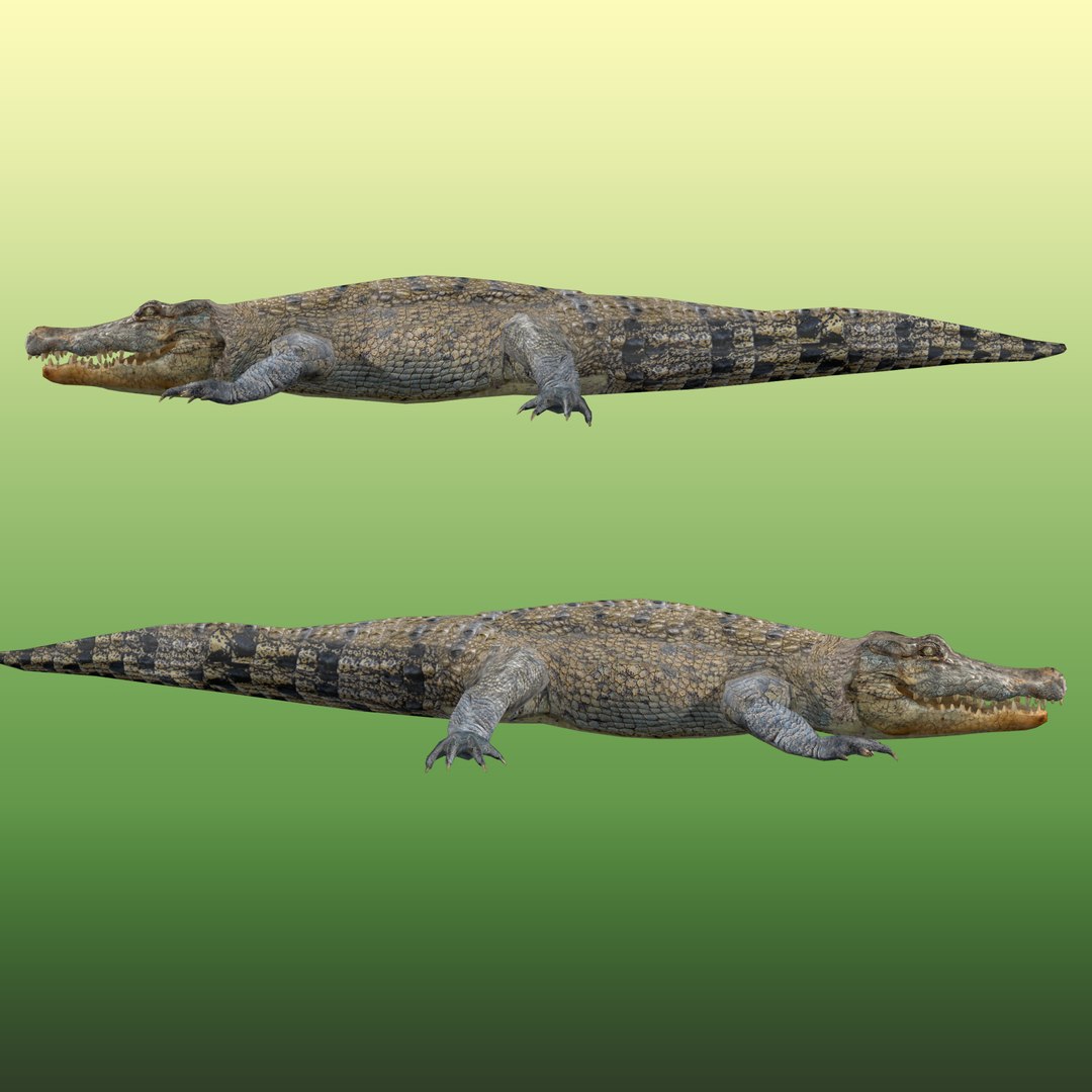 Crocodile Rig 3D - TurboSquid 2107289