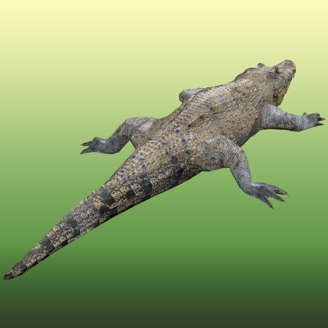 Crocodile Rig 3D - TurboSquid 2107289