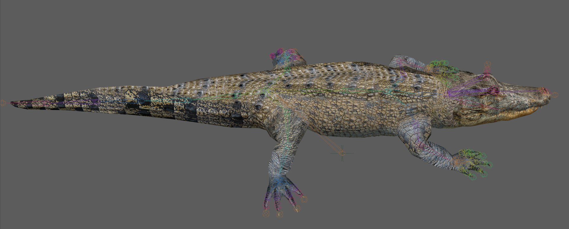 Crocodile Rig 3D - TurboSquid 2107289