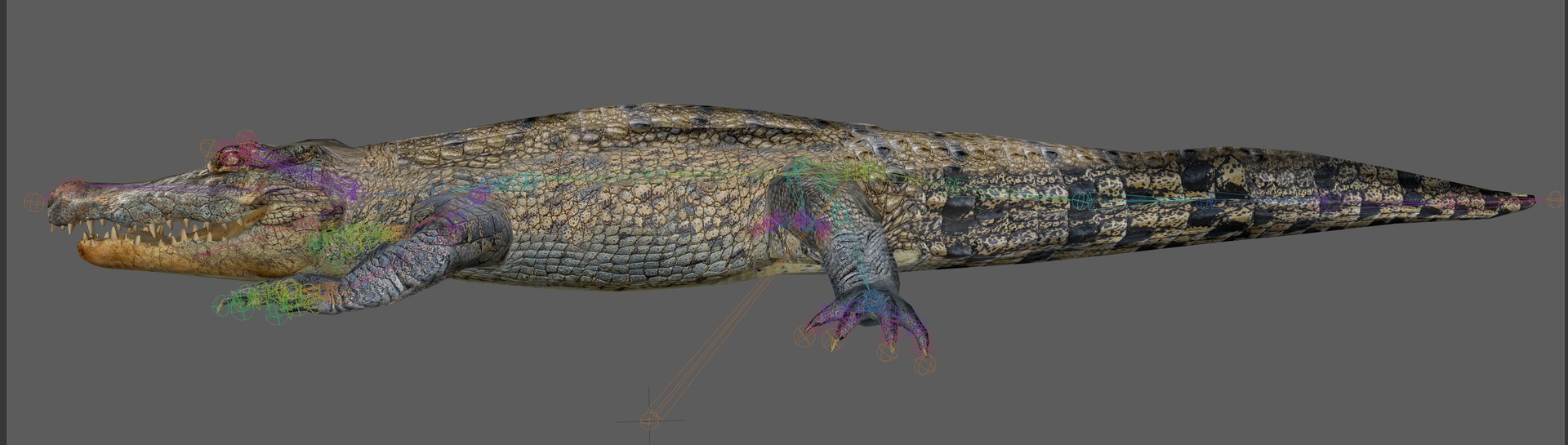 Crocodile Rig 3D - TurboSquid 2107289