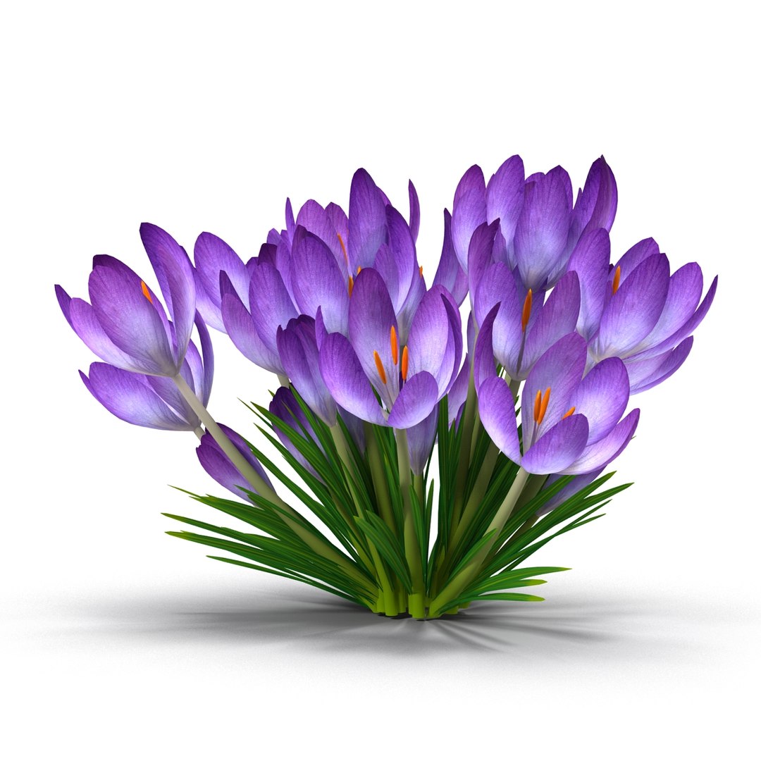 crocus 3d model https://p.turbosquid.com/ts-thumb/8V/0fRVTx/1ELWYo1h/5/jpg/1490030198/1920x1080/fit_q87/c54c263ad76b9dddb55b40a268cf991d6ce89208/5.jpg