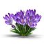 Crocus