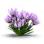 Crocus