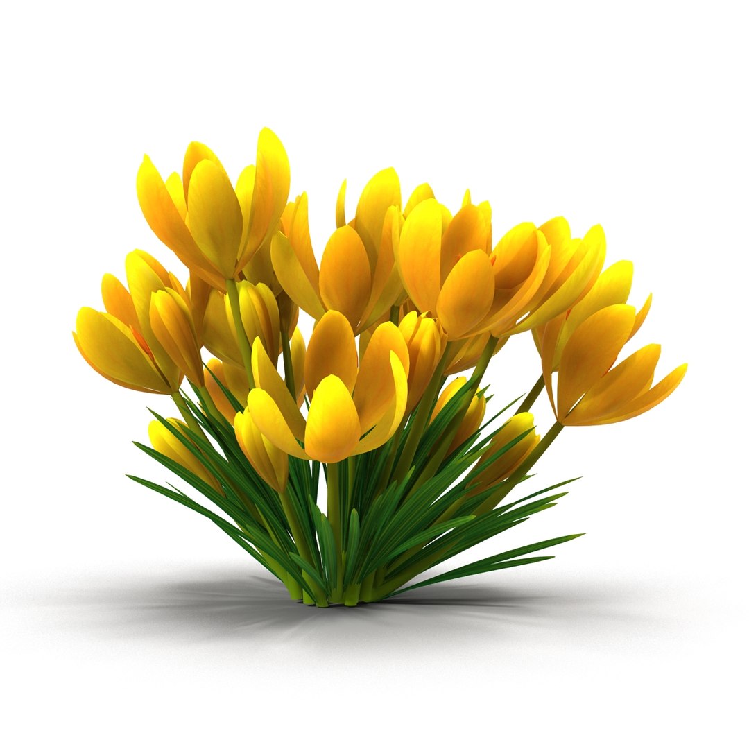 crocus 3d model https://p.turbosquid.com/ts-thumb/8V/0fRVTx/2LYBiseM/7/jpg/1490030222/1920x1080/fit_q87/cf4db93df6cf25bc069f775ee24911e7af26a53e/7.jpg